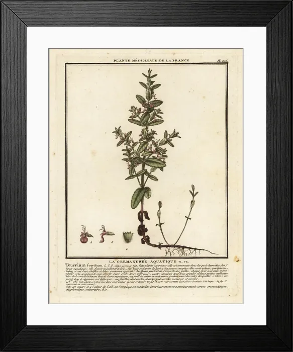 Framed Print : Water germander, Teucrium scordium Framed Print : Water germander, Teucrium scordium