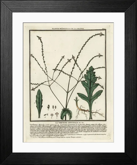 Framed Print : Common vervain, Verbena officinalis Framed Print : Common vervain, Verbena officinalis