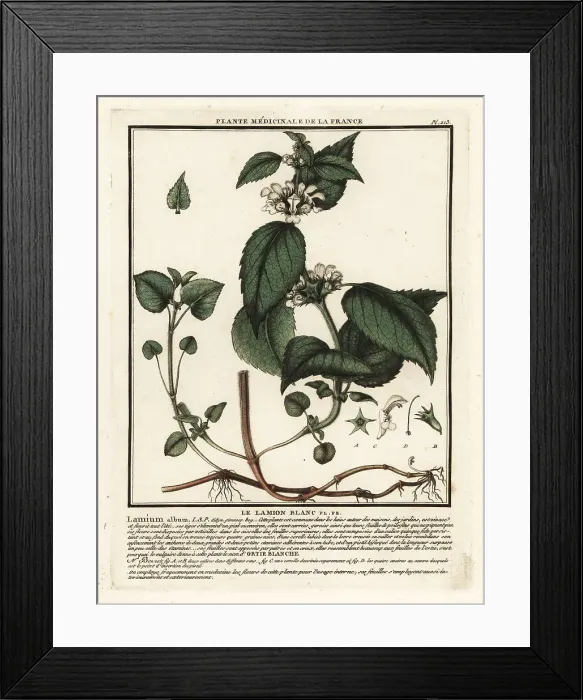 Framed Print : White nettle, Lamium album Framed Print : White nettle, Lamium album