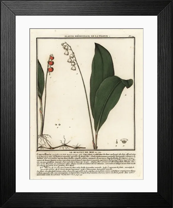 Framed Print : Lily of the valley, Convallaria majalis Framed Print : Lily of the valley, Convallaria majalis