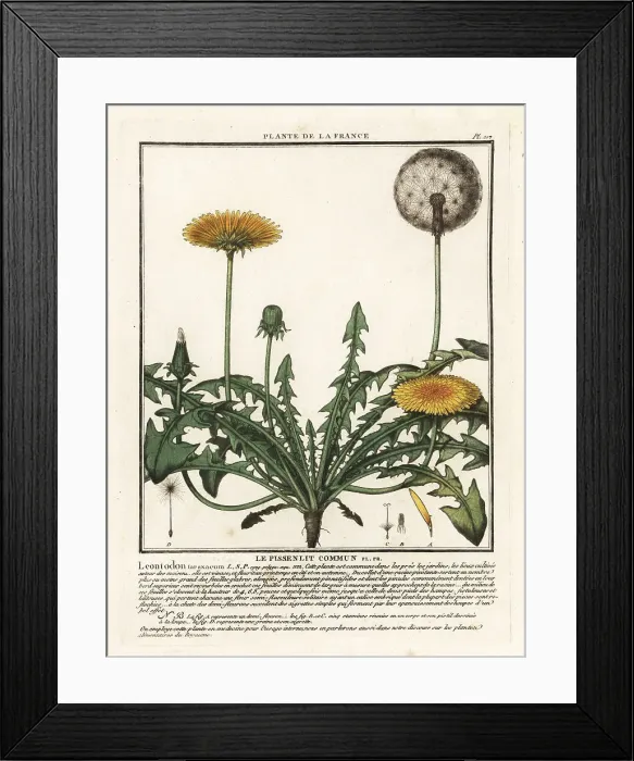 Framed Print : Dandelion, Taraxacum campylodes Framed Print : Dandelion, Taraxacum campylodes