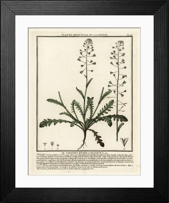 Framed Print : Shepherd's purse, Capsella bursa-pastoris Framed Print : Shepherd's purse, Capsella bursa-pastoris