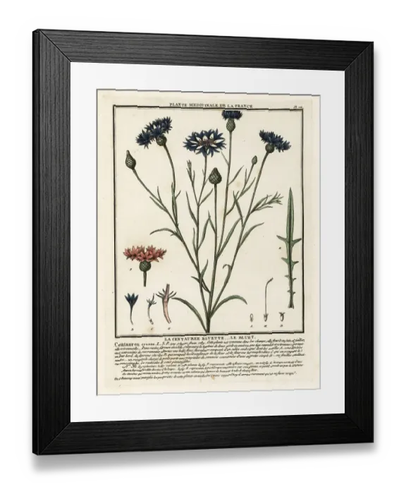 Framed Print : Cornflower, Cyanus segetum Framed Print : Cornflower, Cyanus segetum