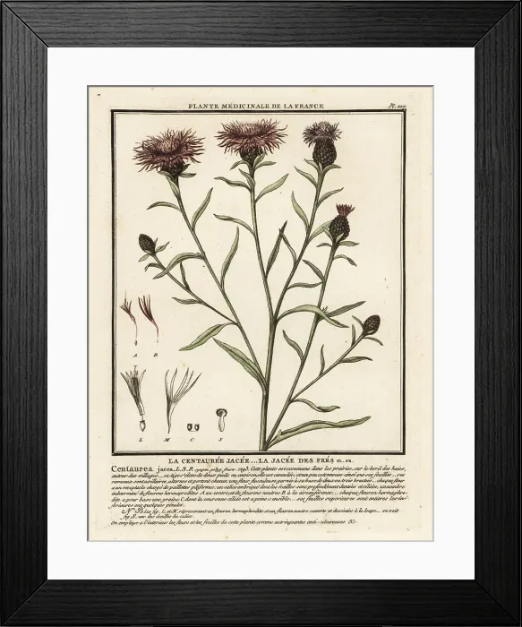 Framed Print : Brown knapweed, Centaurea jacea Framed Print : Brown knapweed, Centaurea jacea