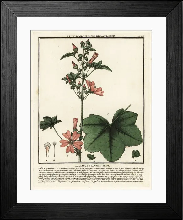 Framed Print : Common mallow, Malva sylvestris Framed Print : Common mallow, Malva sylvestris