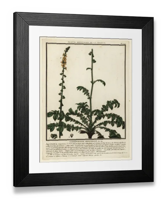 Framed Print : Common agrimony, Agrimonia eupatoria Framed Print : Common agrimony, Agrimonia eupatoria