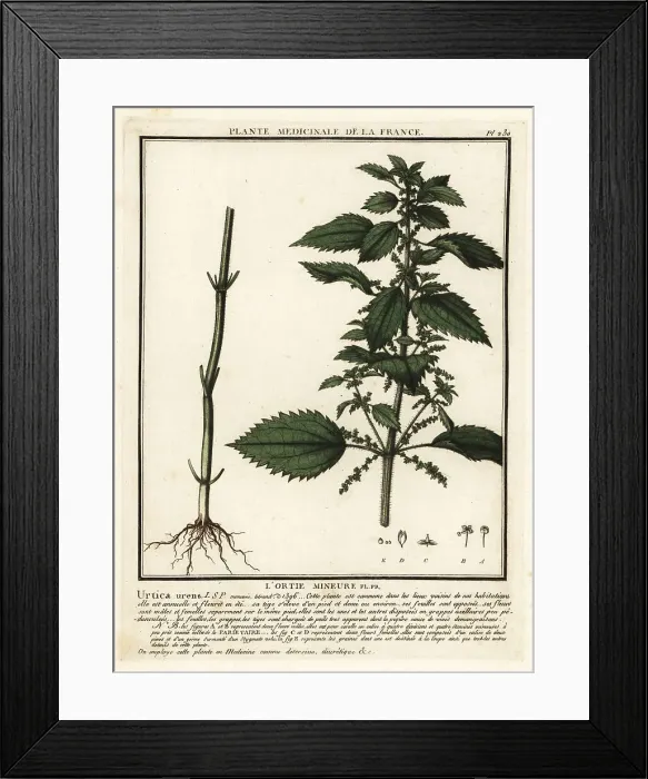 Framed Print : Annual nettle, Urtica urens Framed Print : Annual nettle, Urtica urens