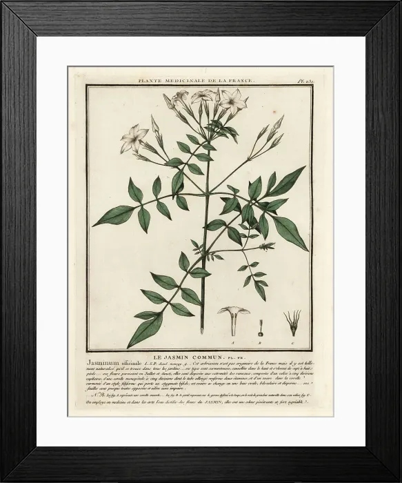 Framed Print : Common jasmine, Jasminum officinale Framed Print : Common jasmine, Jasminum officinale