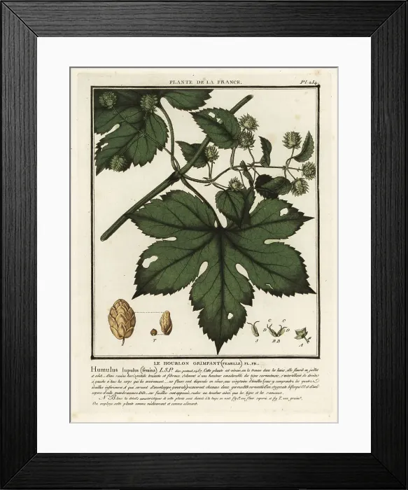 Framed Print : Common hops, Humulus lupulus Framed Print : Common hops, Humulus lupulus