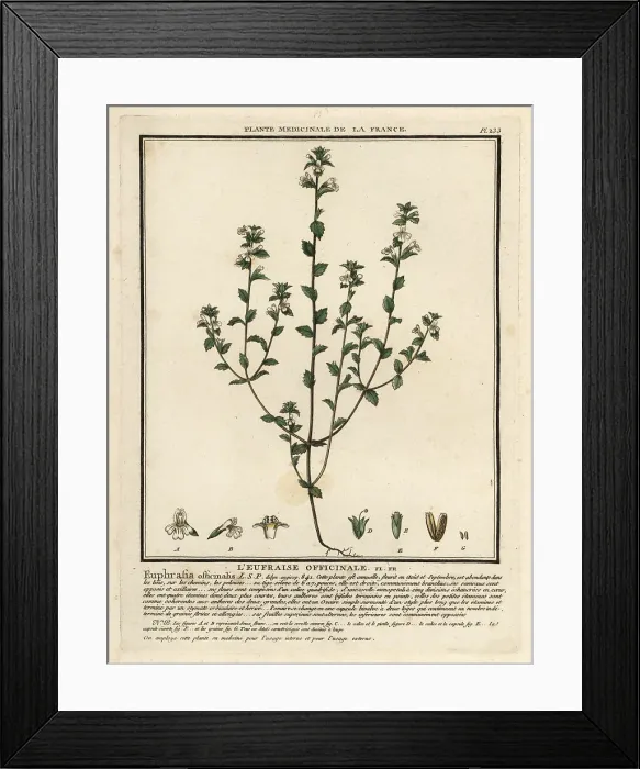 Framed Print : Eyebright, Euphrasia rostkoviana Framed Print : Eyebright, Euphrasia rostkoviana