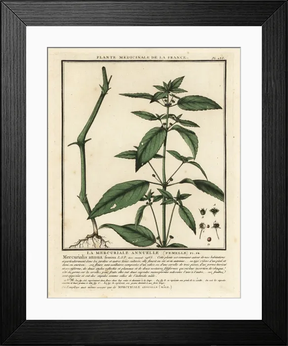 Framed Print : Annual mercury, Mercurialis annua Framed Print : Annual mercury, Mercurialis annua