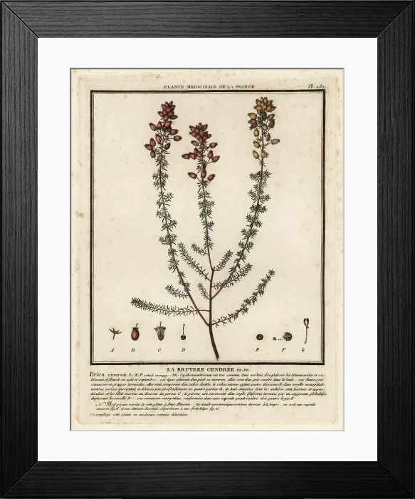 Framed Print : Bell heather, Erica cinerea Framed Print : Bell heather, Erica cinerea