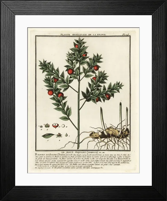 Framed Print : Butcher's broom, Ruscus aculeatus Framed Print : Butcher's broom, Ruscus aculeatus