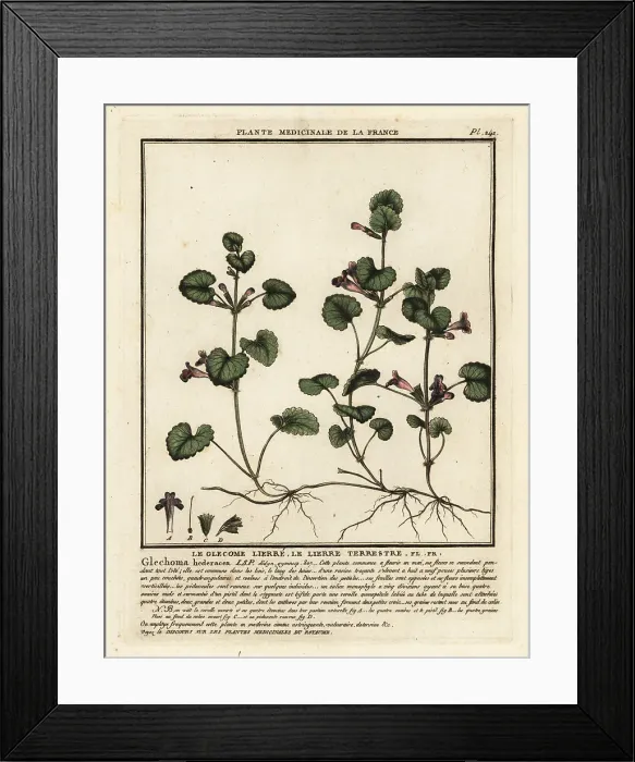 Framed Print : Ground ivy, Glechoma hederacea Framed Print : Ground ivy, Glechoma hederacea