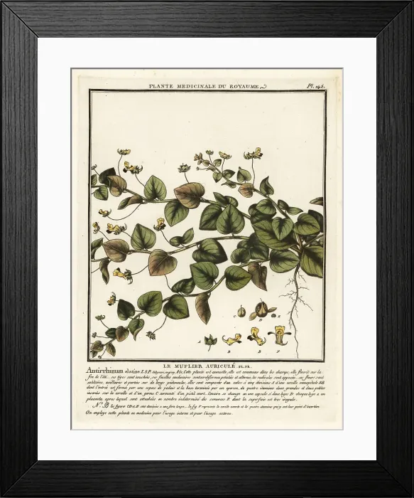 Framed Print : Sharpleaf cancerwort, Kickxia elatine Framed Print : Sharpleaf cancerwort, Kickxia elatine