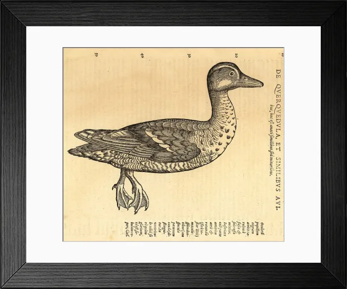 Framed Print : Garganey duck, Spatula querquedula Framed Print : Garganey duck, Spatula querquedula