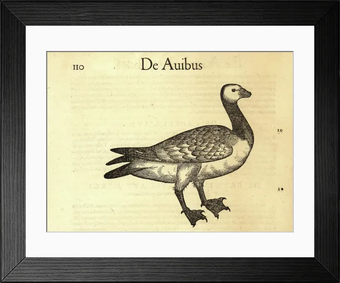 Framed Print : Northern gannet, Morus bassanus Framed Print : Northern gannet, Morus bassanus
