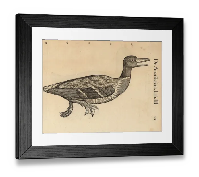 Framed Print : Common pochard, Aythya ferina, vulnerable Framed Print : Common pochard, Aythya ferina, vulnerable