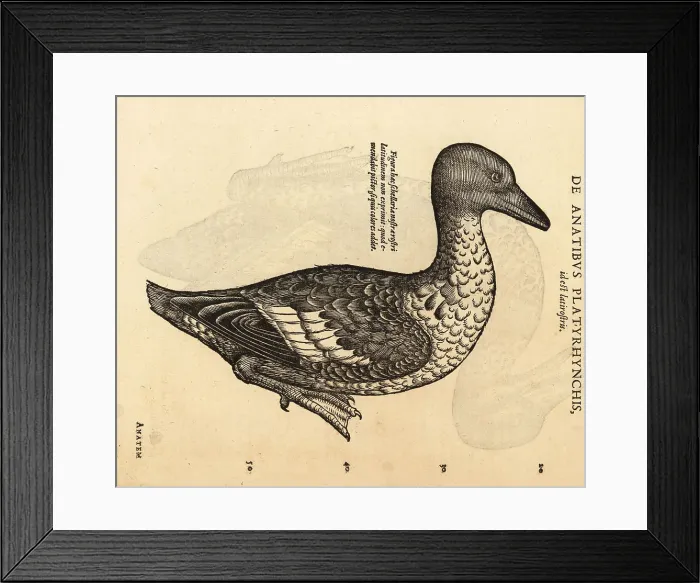 Framed Print : Mallard or wild duck, Anas platyrhynchos Framed Print : Mallard or wild duck, Anas platyrhynchos