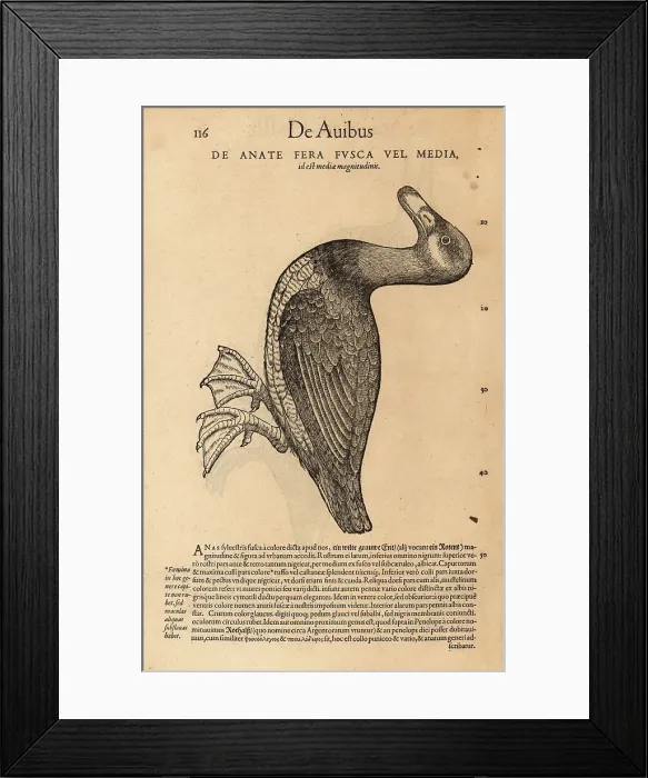 Framed Print : Unknown species of scoter, possibly common scoter or velvet scot Framed Print : Unknown species of scoter, possibly common scoter or velvet scot