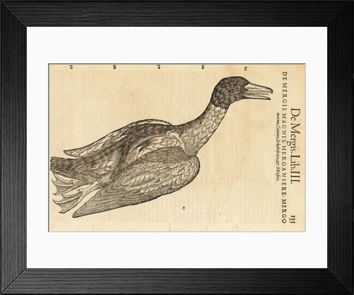 Framed Print : Common merganser or goosander, Mergus merganser Framed Print : Common merganser or goosander, Mergus merganser