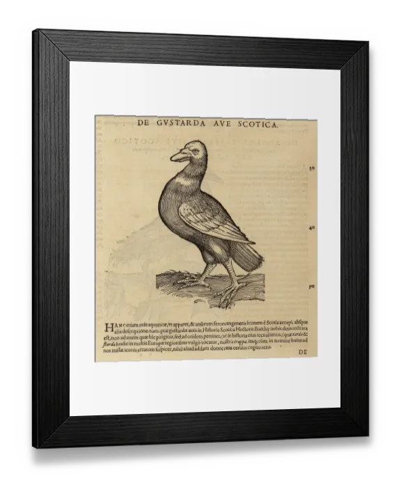 Framed Print : Great bustard, Otis tarda. Vulnerable Framed Print : Great bustard, Otis tarda. Vulnerable