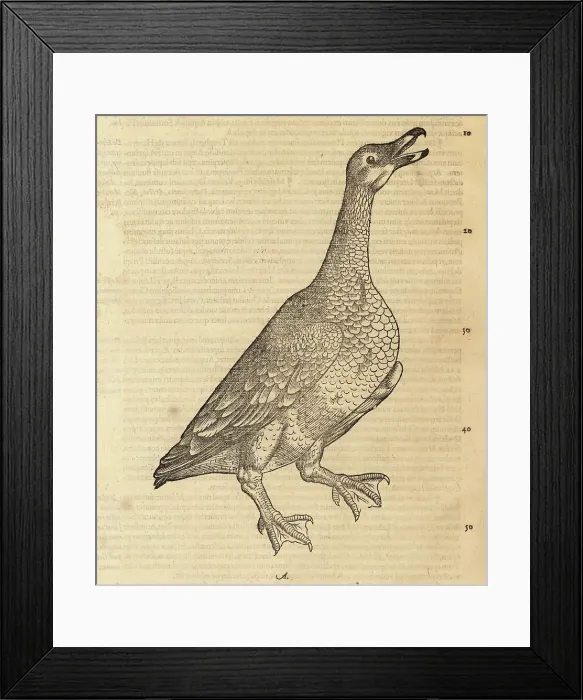 Framed Print : Wild goose or greylag goose, Anser anser Framed Print : Wild goose or greylag goose, Anser anser