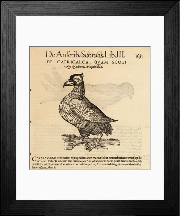 Framed Print : Western capercaillie, Tetrao urogallus Framed Print : Western capercaillie, Tetrao urogallus