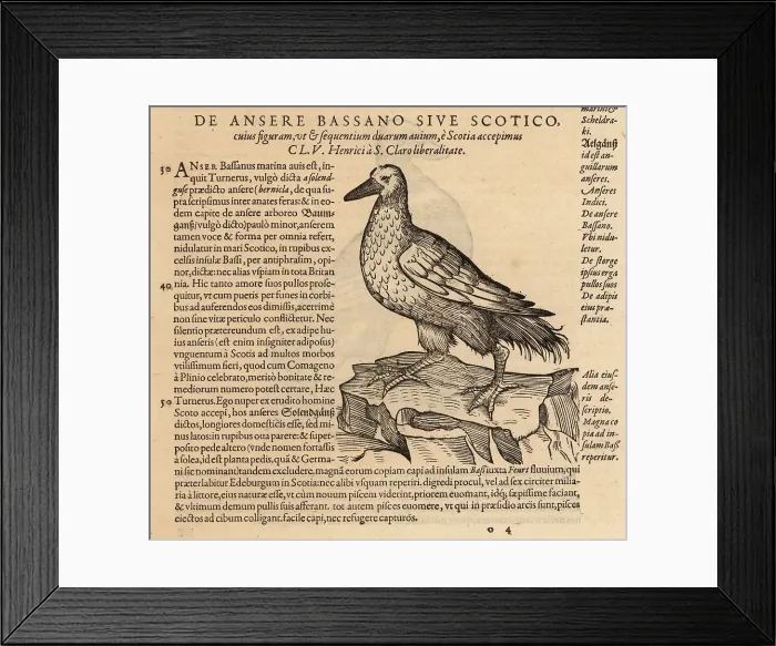 Framed Print : Northern gannet, Morus bassanus Framed Print : Northern gannet, Morus bassanus