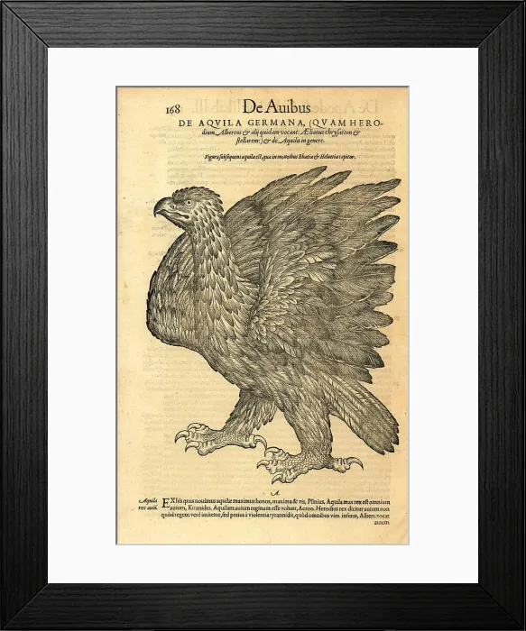 Framed Print : Golden eagle, Aquila chrysaetos Framed Print : Golden eagle, Aquila chrysaetos