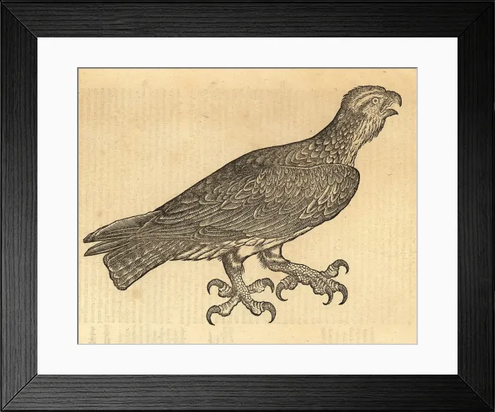 Framed Print : Spotted eagle, Clanga clanga Framed Print : Spotted eagle, Clanga clanga