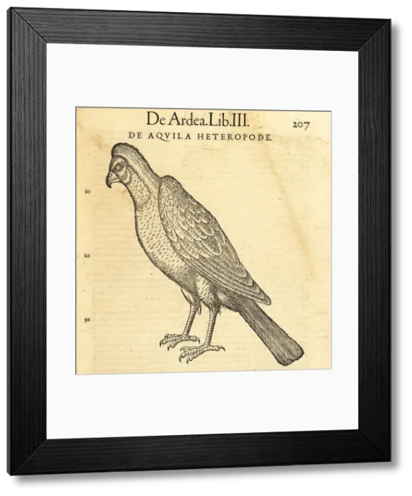 Framed Print : Endangered Egyptian vulture, Neophron percnopterus Framed Print : Endangered Egyptian vulture, Neophron percnopterus