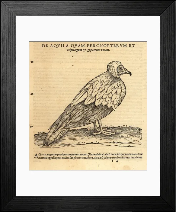 Framed Print : Egyptian vulture, Neophron percnopterus. Endangered Framed Print : Egyptian vulture, Neophron percnopterus. Endangered