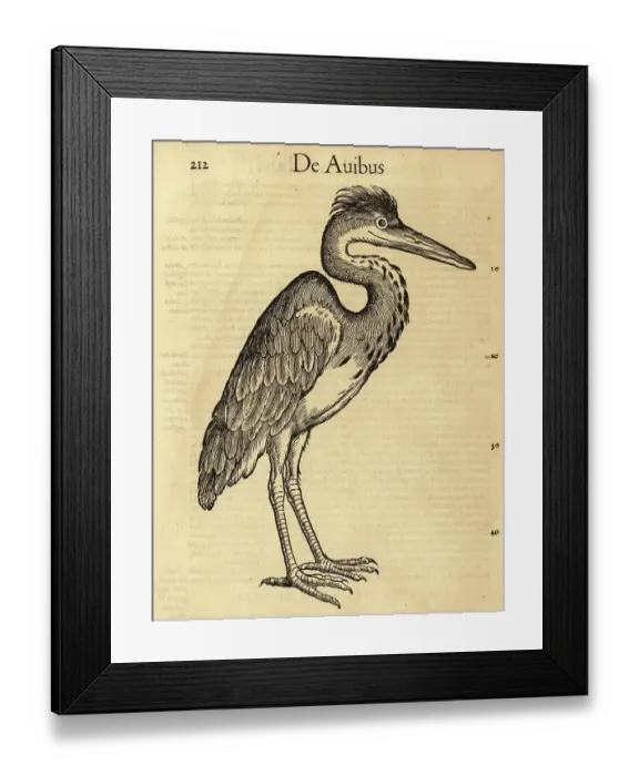 Framed Print : Grey heron, Ardea cinerea Framed Print : Grey heron, Ardea cinerea