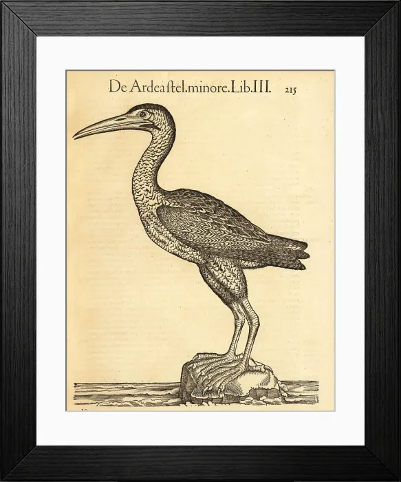 Framed Print : Eurasian bittern or great bittern, Botaurus stellaris Framed Print : Eurasian bittern or great bittern, Botaurus stellaris