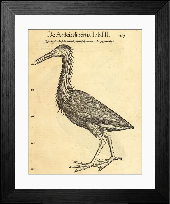 Framed Print : Purple heron, Ardea purpurea Framed Print : Purple heron, Ardea purpurea