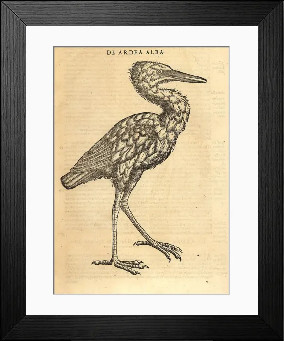 Framed Print : Great egret or common egret, Ardea alba Framed Print : Great egret or common egret, Ardea alba