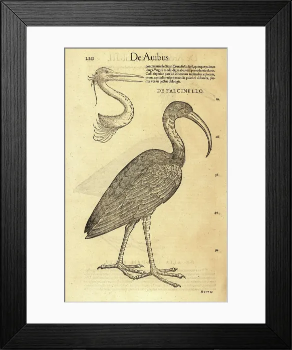 Framed Print : Glossy ibis, Plegadis falcinellus with head of heron Framed Print : Glossy ibis, Plegadis falcinellus with head of heron