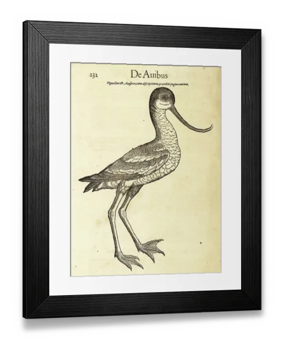 Framed Print : Pied avocet, Recurvirostra avosetta Framed Print : Pied avocet, Recurvirostra avosetta