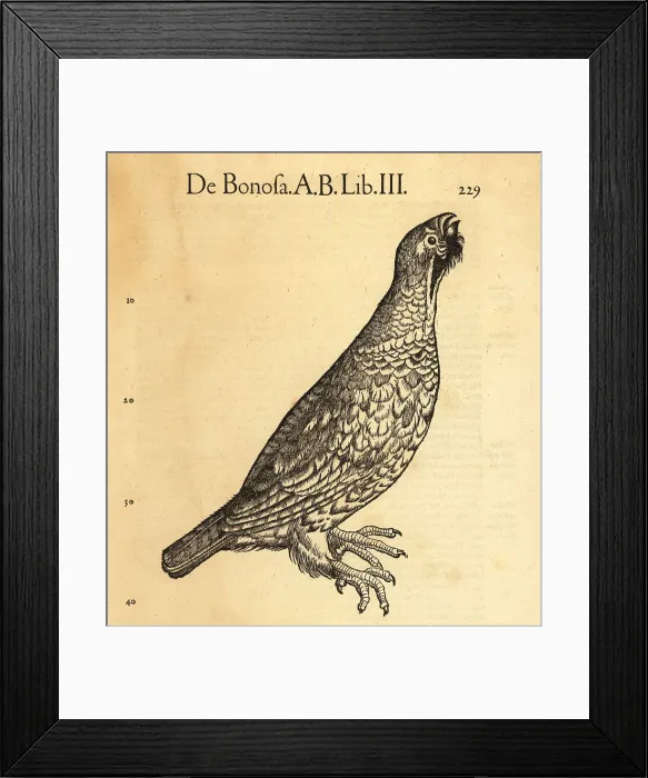 Framed Print : Ruffed grouse, Bonasa umbellus Framed Print : Ruffed grouse, Bonasa umbellus