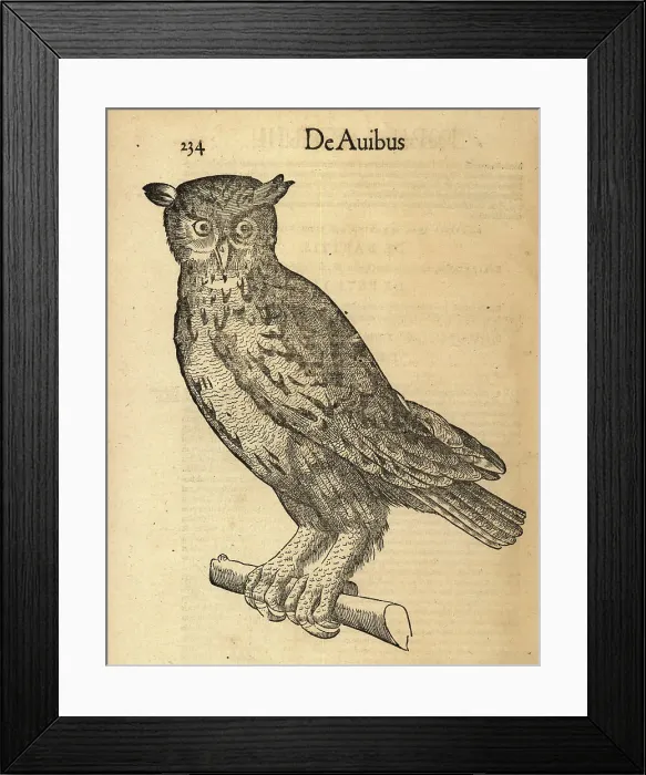 Framed Print : Eurasian eagle-owl, Bubo bubo Framed Print : Eurasian eagle-owl, Bubo bubo