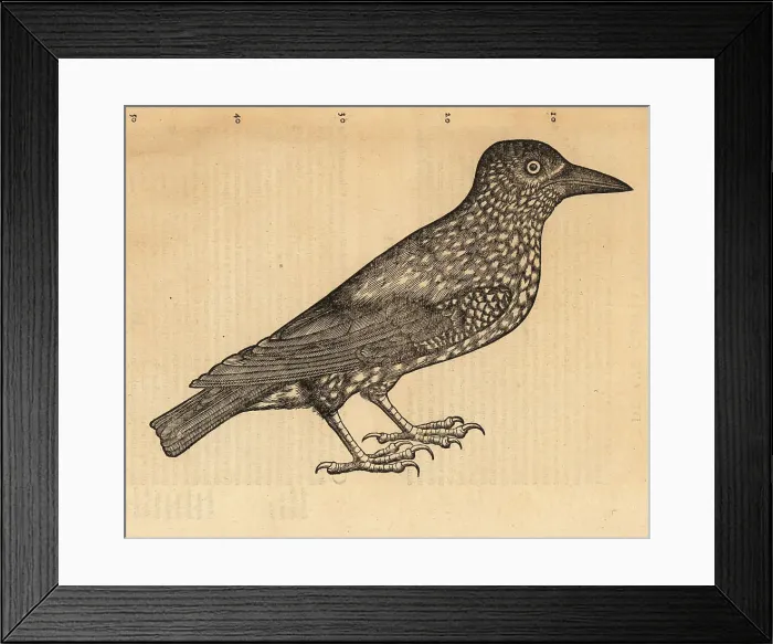 Framed Print : Spotted nutcracker or Eurasian nutcracker, Nucifraga caryocatact Framed Print : Spotted nutcracker or Eurasian nutcracker, Nucifraga caryocatact