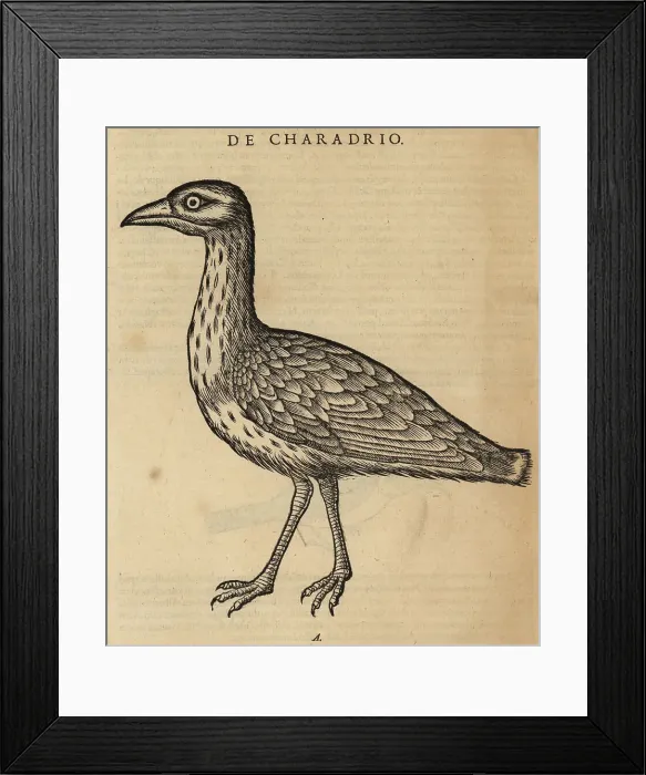 Framed Print : Eurasian dotterel, Charadrius morinellus Framed Print : Eurasian dotterel, Charadrius morinellus