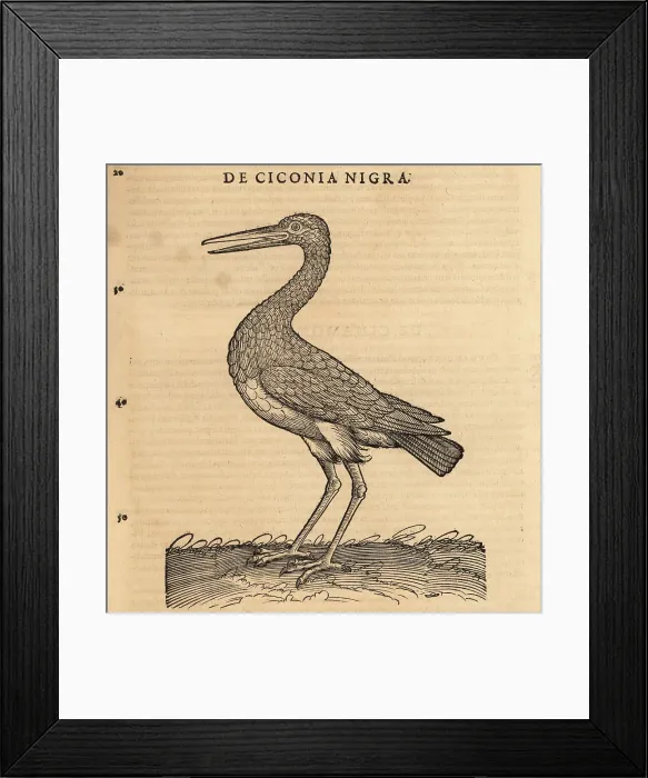 Framed Print : Black stork, Ciconia nigra Framed Print : Black stork, Ciconia nigra
