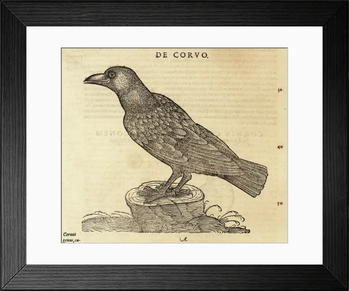 Framed Print : Common raven, Corvus corax