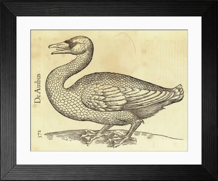 Framed Print : Species of swan, possibly the whooper swan or common swan, Cygnu Framed Print : Species of swan, possibly the whooper swan or common swan, Cygnu