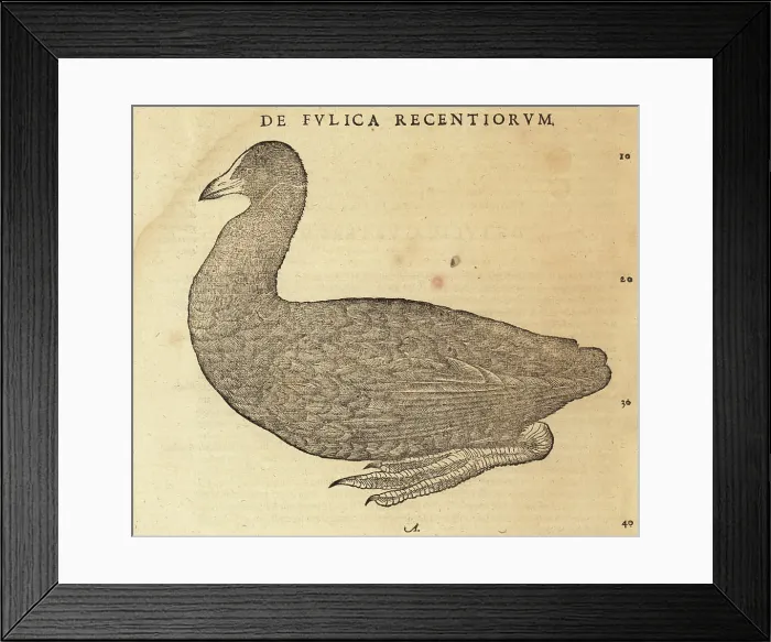 Framed Print : Eurasian coot or common coot, Fulica atra Framed Print : Eurasian coot or common coot, Fulica atra