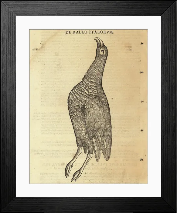 Framed Print : Water rail, Rallus aquaticus Framed Print : Water rail, Rallus aquaticus