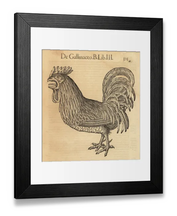 Framed Print : Rooster or cock, Gallus domestica Framed Print : Rooster or cock, Gallus domestica