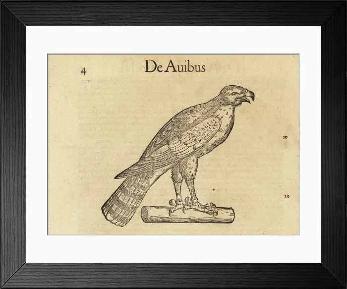 Framed Print : Species of hunting hawk, possibly the sparrowhawk or peregrine f Framed Print : Species of hunting hawk, possibly the sparrowhawk or peregrine f